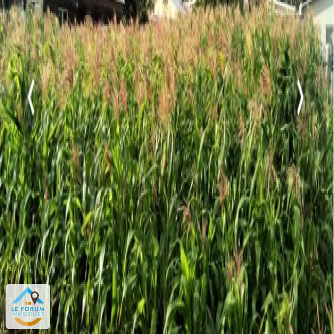 Offres de vente Terrain Saint-Pierre (97410)